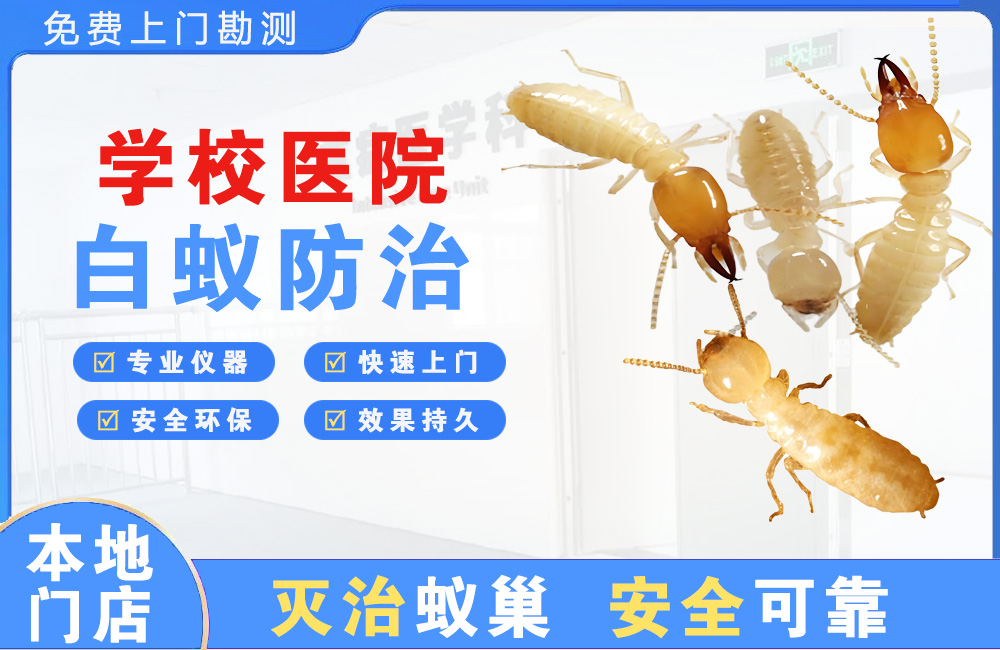 武汉学校医院白蚁防治